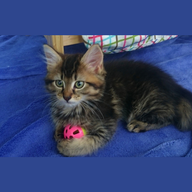Photo of Penelope Le Fluff (Pre Adoption)