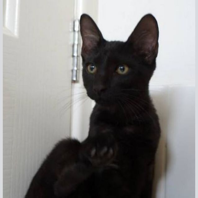 Photo of Lentil