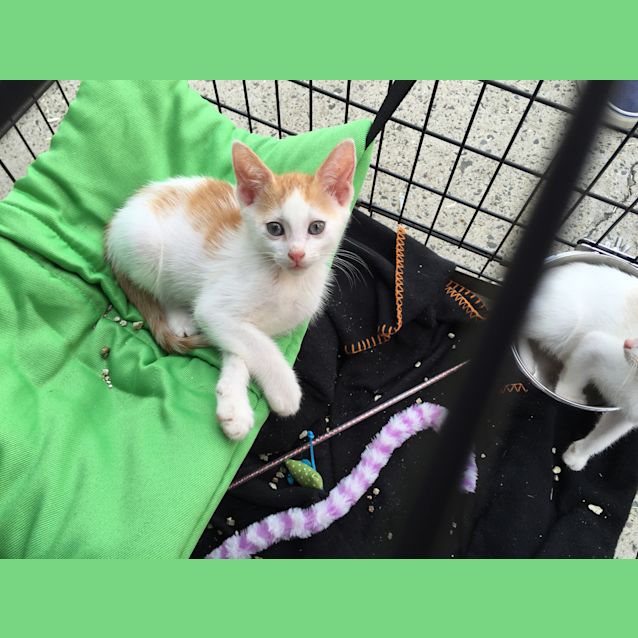 Photo of Blue Eyed,  Oriental X Male Kitten: Chili!