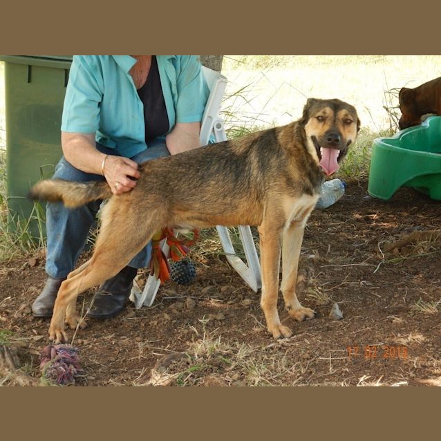 Photo of Bruno (Adoption Pending)