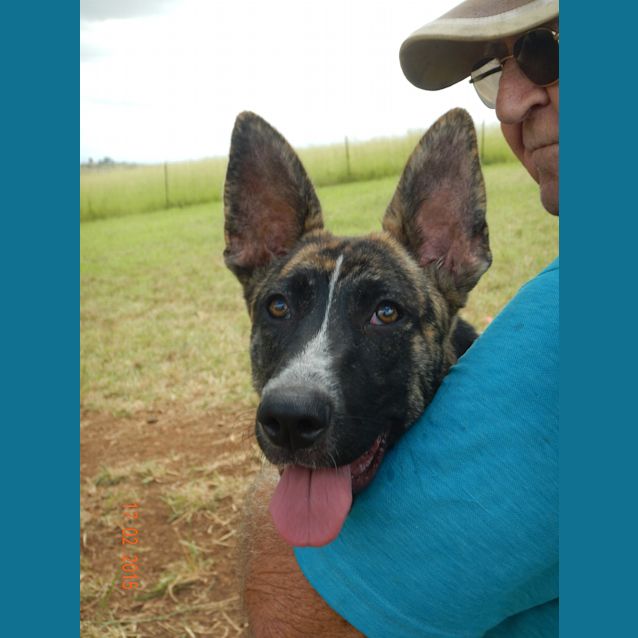 Photo of Wilma (Adoption Pending)