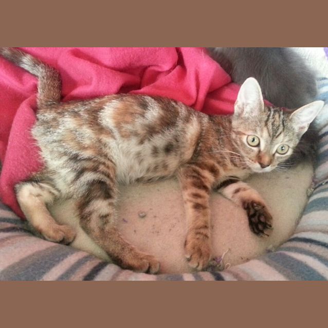 Photo of Tyger
