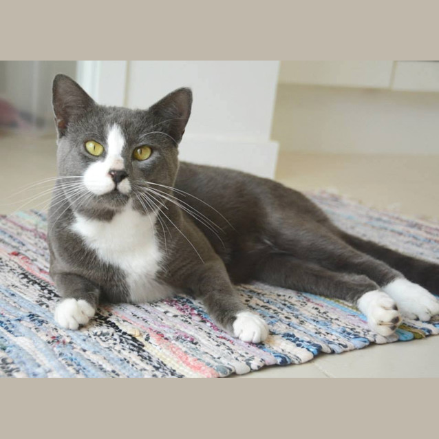 Photo of Romeo