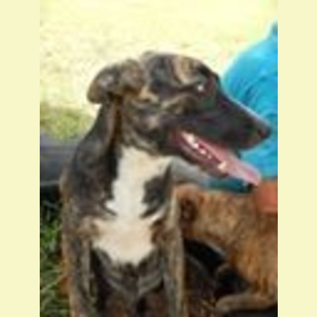 Photo of Wilma (Adoption Pending)