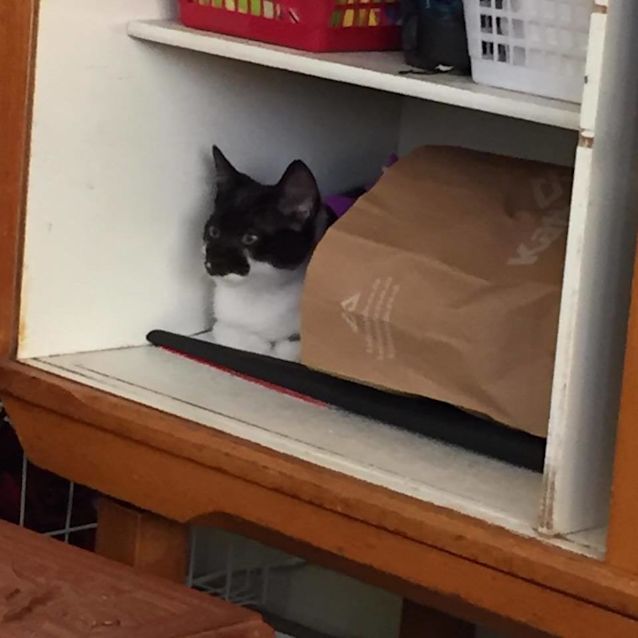 Photo of Milo