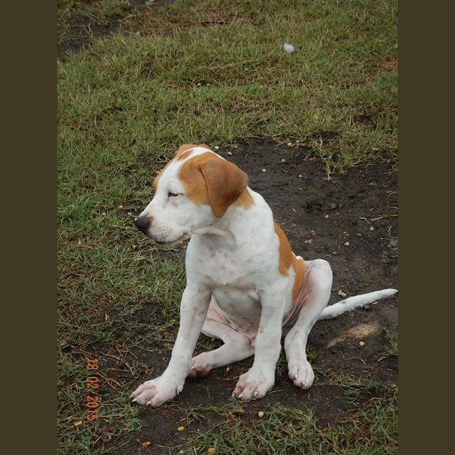 Photo of Huxley (Adoption Pending)