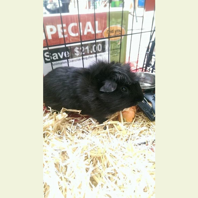 Photo of Child Friendly: Sherlock And Watson