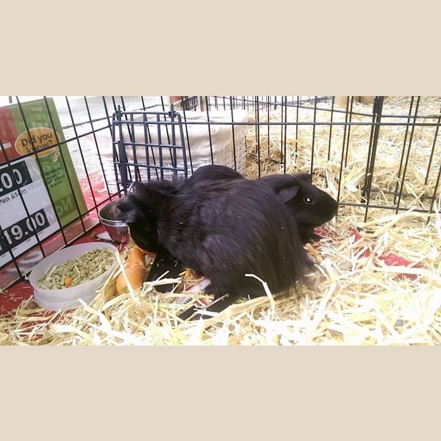 Photo of Child Friendly: Sherlock And Watson