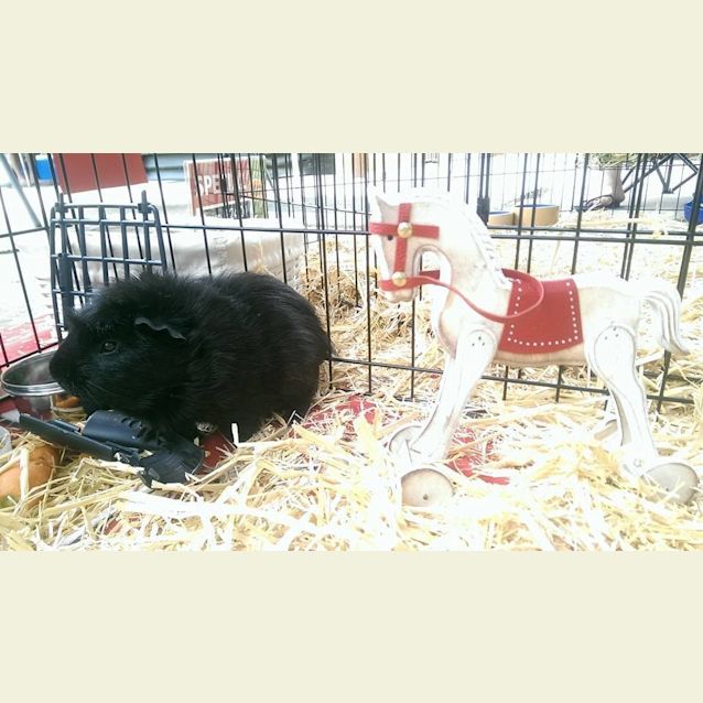 Photo of Child Friendly: Sherlock And Watson