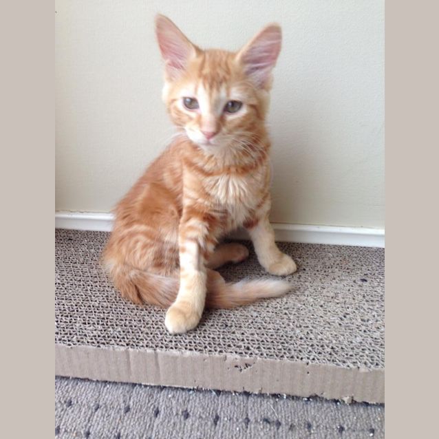 Photo of Ginger