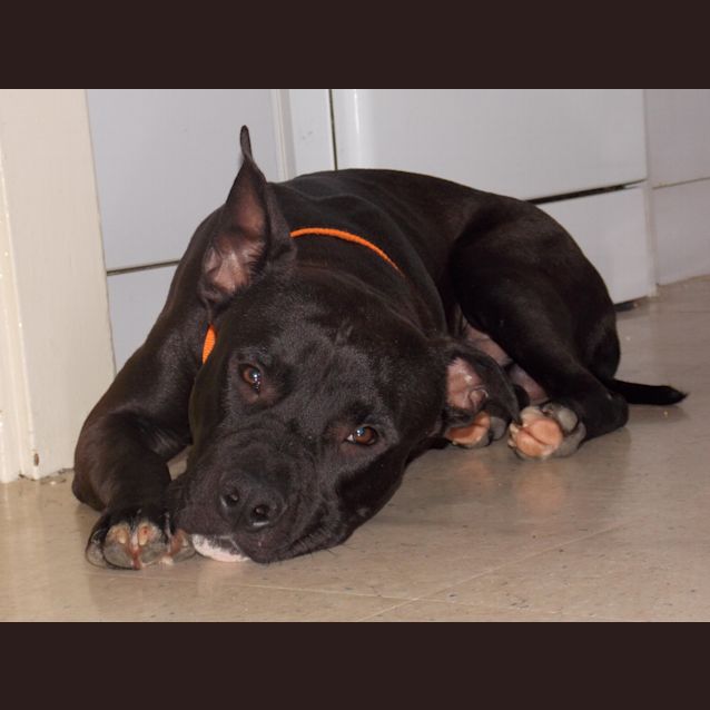 Photo of Riddick