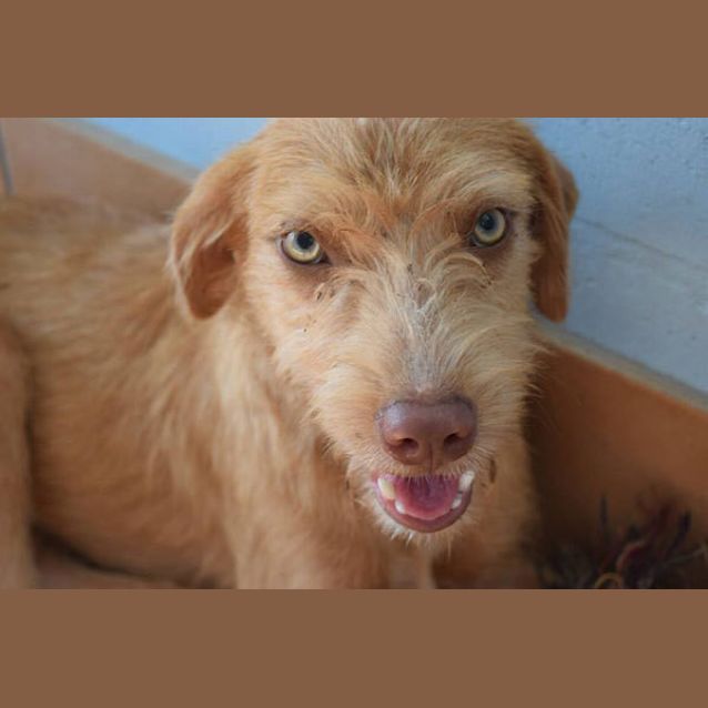 Photo of Smiley (Be D20979) *Adoption Pending*