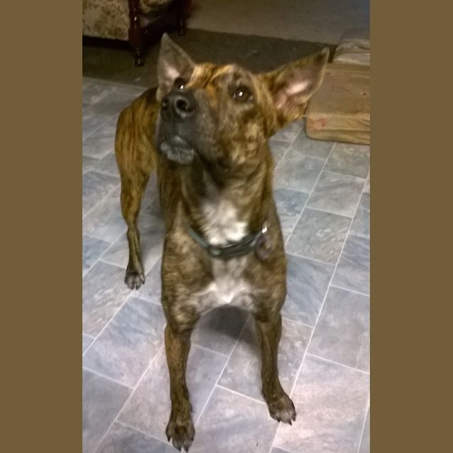 Photo of Logan (Adoption Pending)