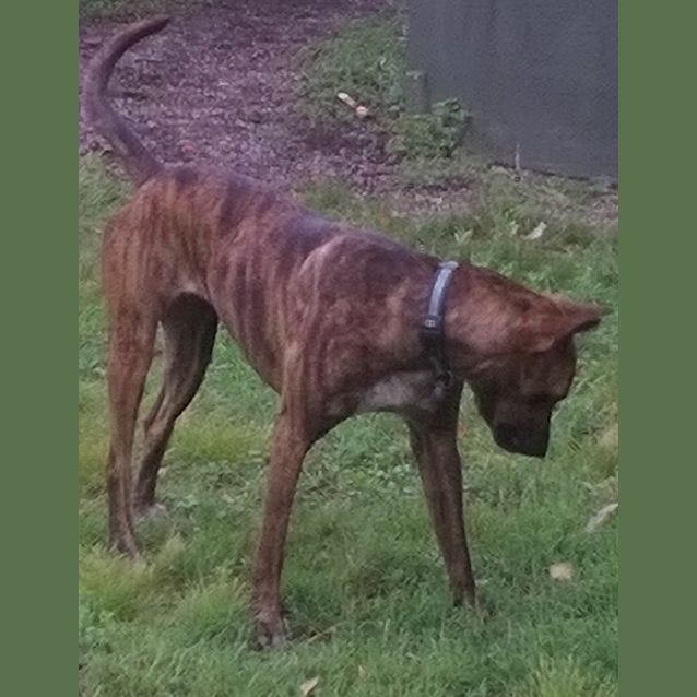 Photo of Logan (Adoption Pending)