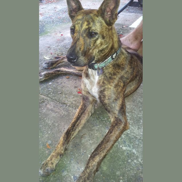 Photo of Logan (Adoption Pending)