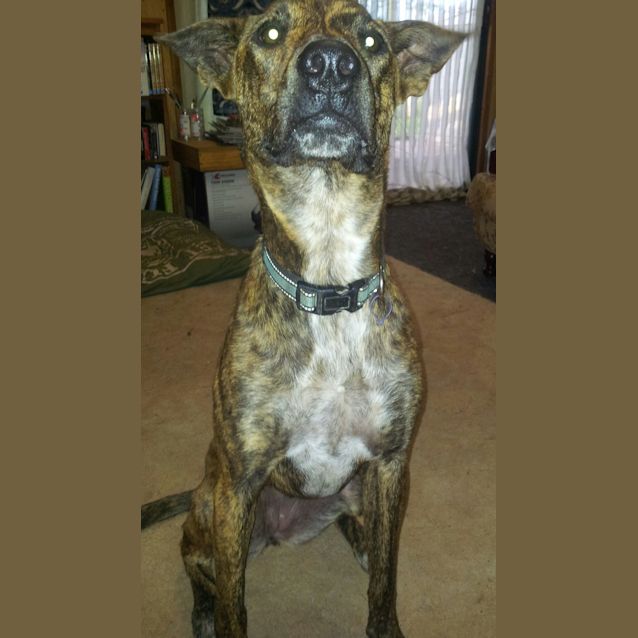 Photo of Logan (Adoption Pending)