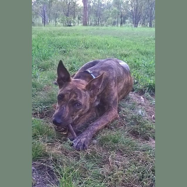 Photo of Logan (Adoption Pending)