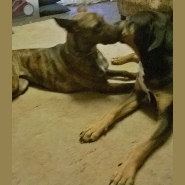 Photo of Logan (Adoption Pending)