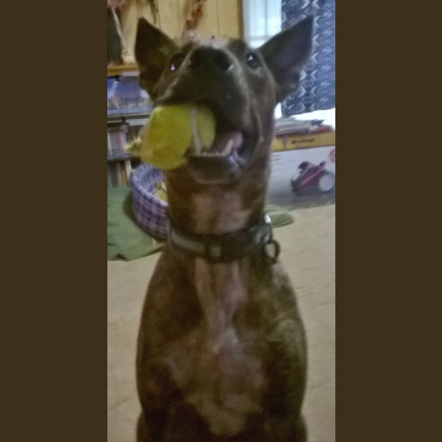 Photo of Logan (Adoption Pending)