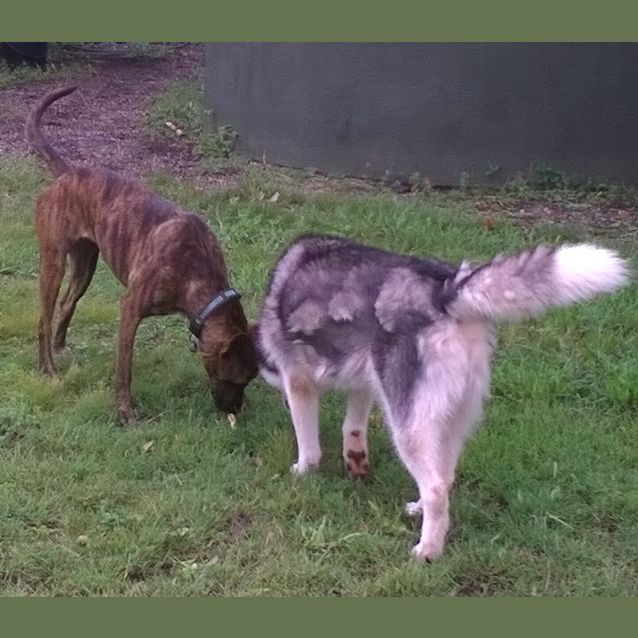 Photo of Logan (Adoption Pending)