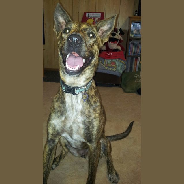 Photo of Logan (Adoption Pending)