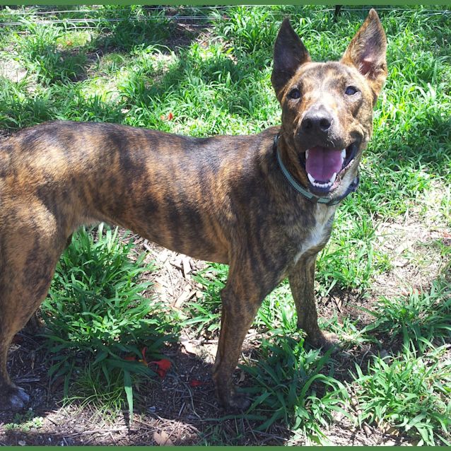 Photo of Logan (Adoption Pending)