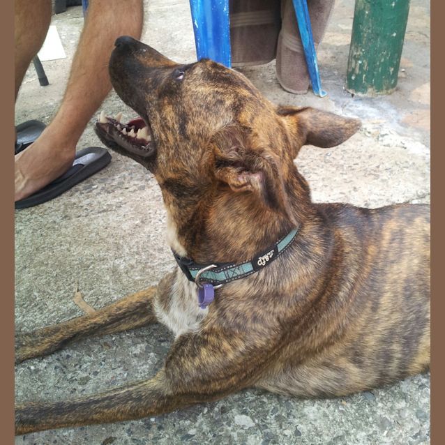 Photo of Logan (Adoption Pending)