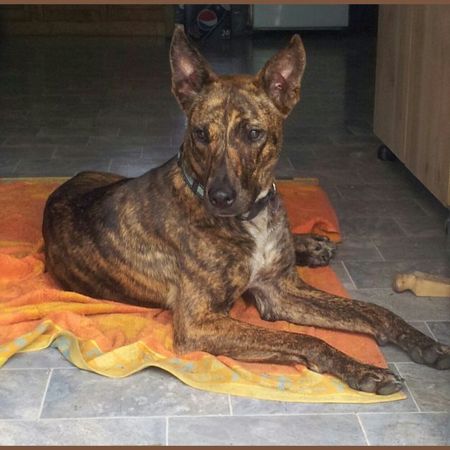 Photo of Logan (Adoption Pending)