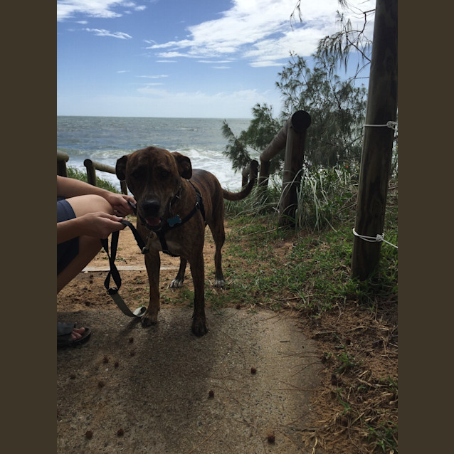 Photo of Lua (Adoption Pending)