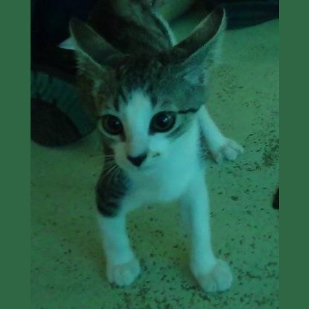 Photo of Dyna