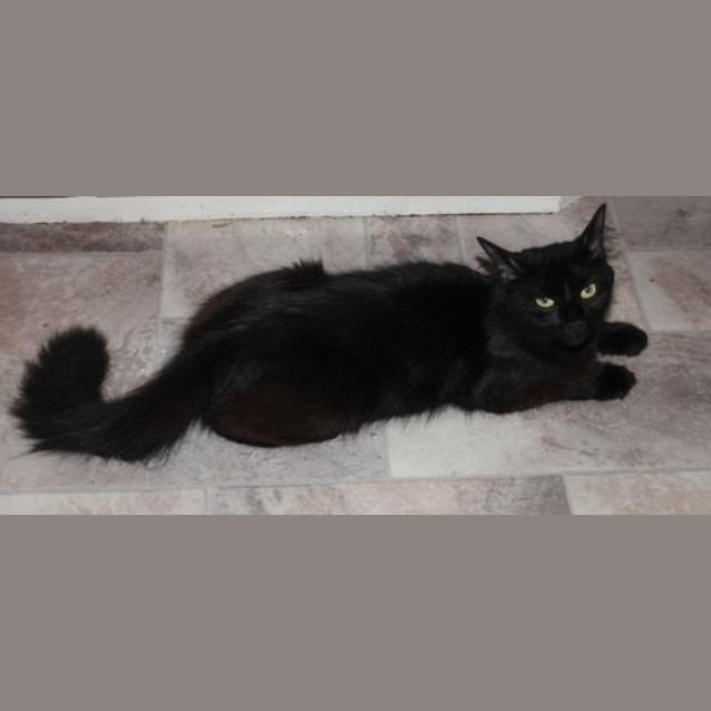 Photo of Gomez & Morticia (Dual Adoption)