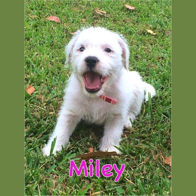 Photo of Miley