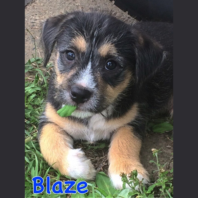 Photo of Blaze