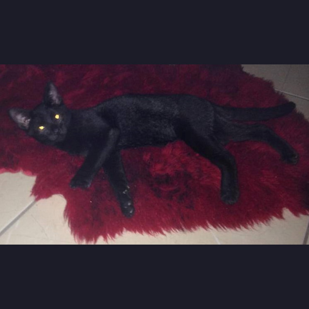 Photo of Mace