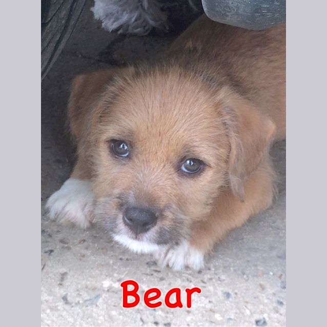 Photo of Bear
