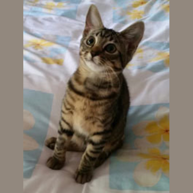 Photo of Sixpence (Bn C286)
