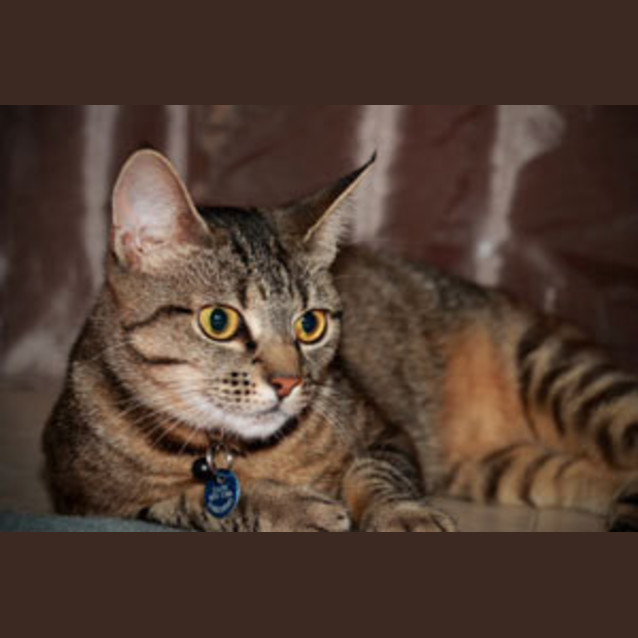 Photo of Cass (Bn C269)