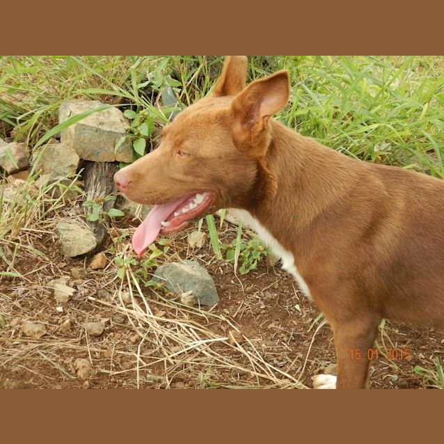 Photo of Rusty (Adoption Pending)