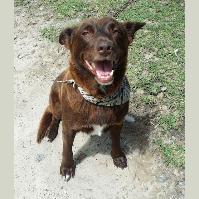 Photo of Tucker