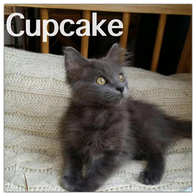 Photo of Cupcake