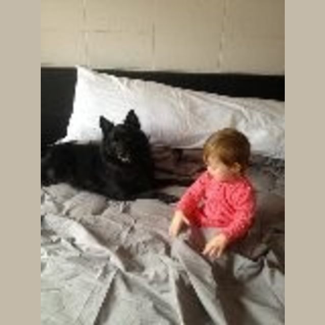 Photo of Koda