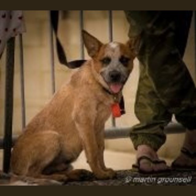 Photo of Scout