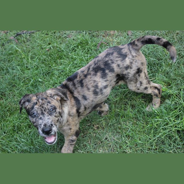 Photo of Cheetah