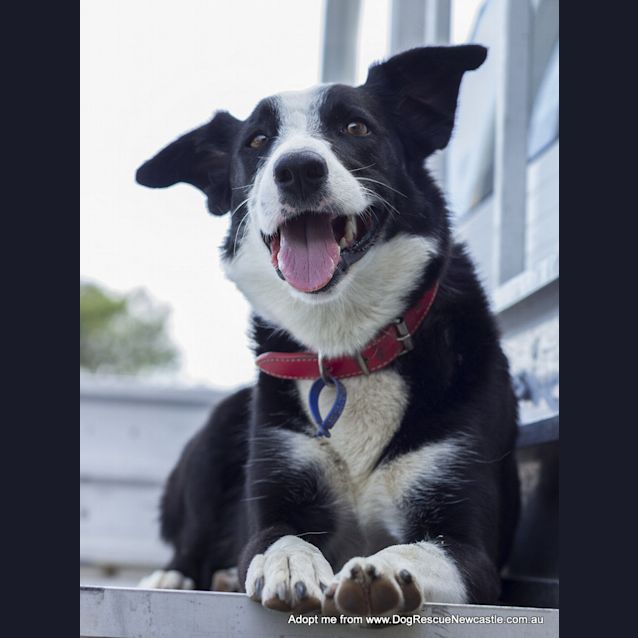 Photo of Kelly ~ Border Collie, Girl, 4yo (On Trial 4/4/15)