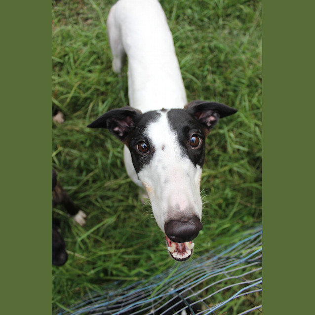 Photo of Pippa