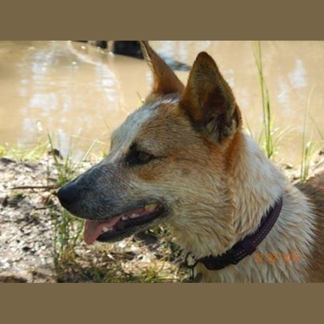 Photo of Gidget (Adoption Pending)