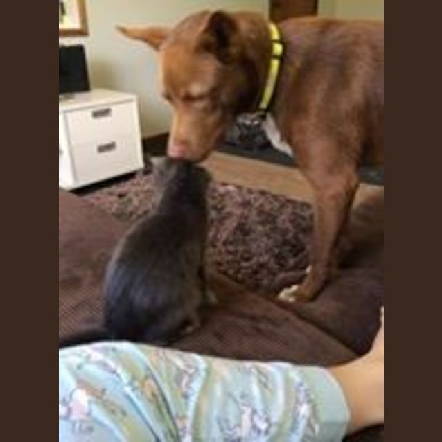 Photo of Rusty (Adoption Pending)