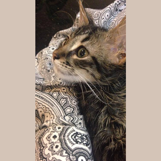 Photo of Maximillion