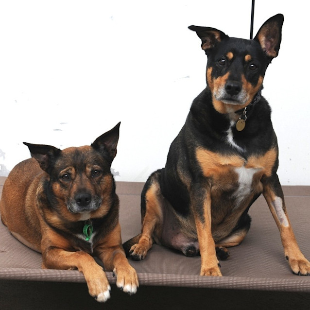 Photo of Max And Windoo