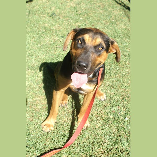 Photo of Misty Star ~ Loves Other Dogs